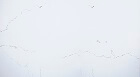 16 Winter White